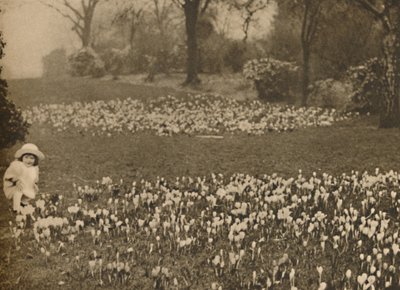 Kevään krookusmatto, vuodelta 1935. tekijältä Unbekannt