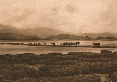 Kyyhkynen Ynyslasissa, 1902 tekijältä Unbekannt