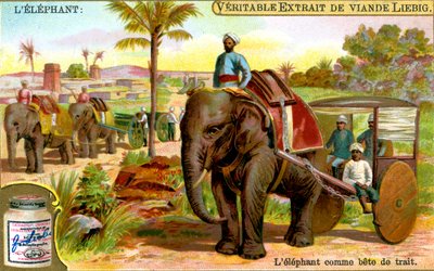 Elefantti vetoeläinnä, c1900 tekijältä Unbekannt