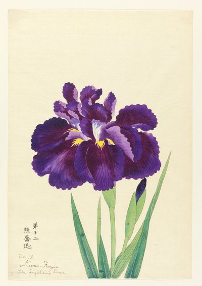 Taisteleva karhu (Kuma Funjin), nro 12, n. 1910 tekijältä Unbekannt
