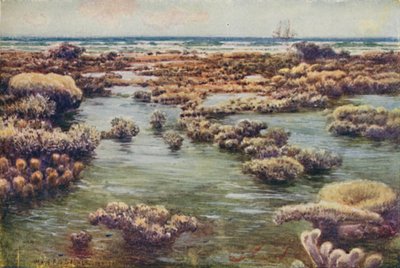 Suuri valliriutta, 1923. tekijältä Unbekannt