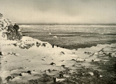 Viimeiset pingviinit juuri ennen muuttoaan maaliskuussa 1908, 1909. tekijältä Unbekannt