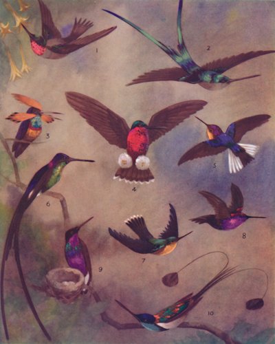 Humming-lintujen ihmeellinen väri, 1935 tekijältä Unbekannt