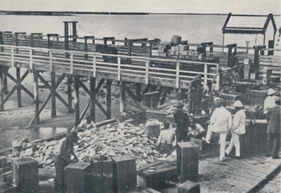 The Pearl Fishing Industry - Packing Shell, 1923. tekijältä Unbekannt