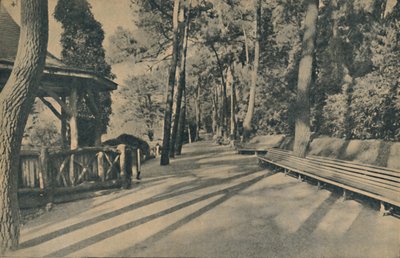 Pine Walk, 1929 tekijältä Unbekannt