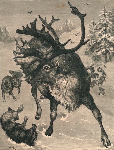 Poro, 1800-luku tekijältä Unbekannt