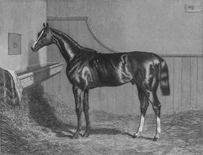 Rt. Hon. Earl of Lichfields Elis. St. Leger -kilpailun voittaja 1836, 1911 tekijältä Unbekannt