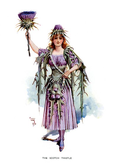 Scotch Thistle, 1899 tekijältä Unbekannt