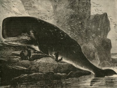 Kaskelovalas, 1882. tekijältä Unbekannt