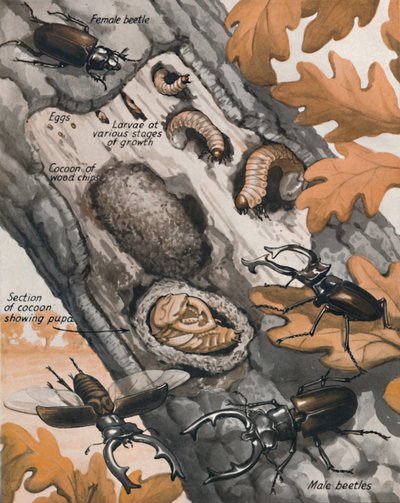 Brittiläisen suurimman kovakuoriaisen tarina, 1935 tekijältä Unbekannt