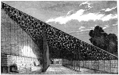 Viinitila Hampton Courtissa, 1800-luku tekijältä Unbekannt