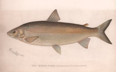 Valkokala Coregonus Clupeiformis, noin 1920-luku tekijältä Unbekannt