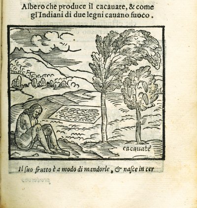 Kaakaopuu. Historia del Mondo Nuovo, Girolamo Benzoni, 1563. tekijältä Unbekannt