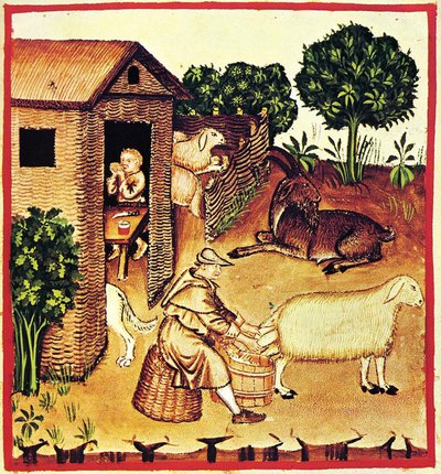 Juuston tuotanto. Miniatyyri Tacuinum Sanitatisista, 1300-luvun toinen puoli. tekijältä Unbekannt