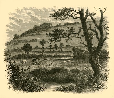 Thistledon, 1898. tekijältä Unbekannt