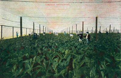 Tobacco Gathering, 1900 tekijältä Unbekannt