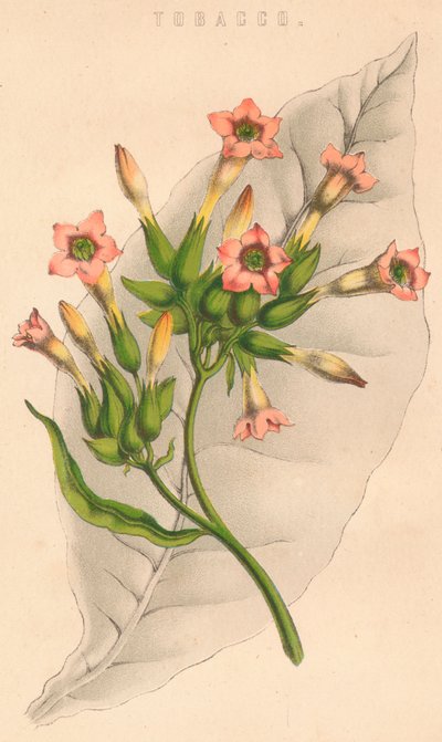 Tupakka, 1800-luku tekijältä Unbekannt