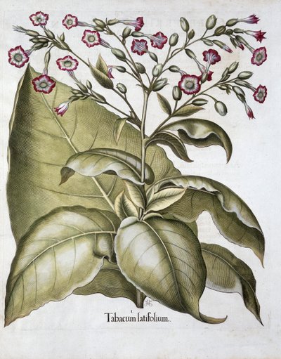 Tupakkakasvi, 1613 tekijältä Unbekannt