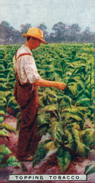 Topping Tobacco, 1926 tekijältä Unbekannt