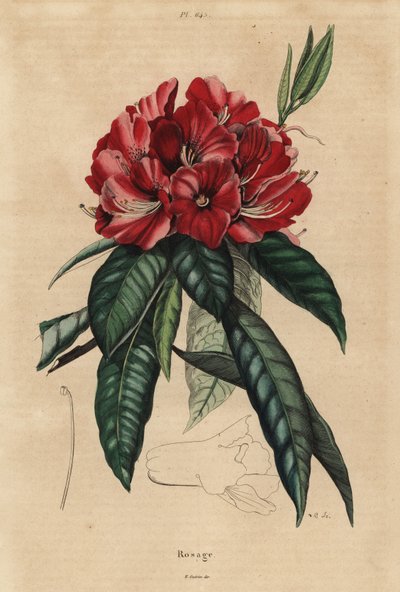 Puu rododendron, Rhododendron arboreum tekijältä Unbekannt