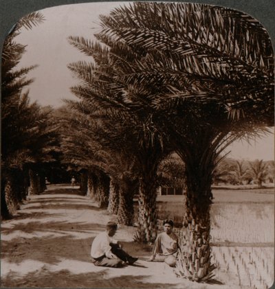 Trooppinen kauneus taatelipalmujen varrella, Moanalua lähellä Honolulua, H. Is. c1900 tekijältä Unbekannt