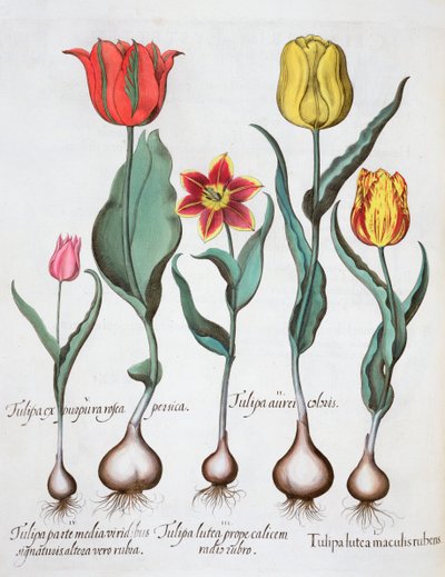 Tulppaanit, 1613 tekijältä Unbekannt