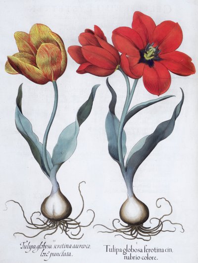 Tulppaanit, 1613 tekijältä Unbekannt