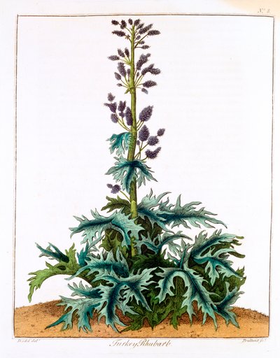 Kalkkunan raparperi, 1798 tekijältä Unbekannt