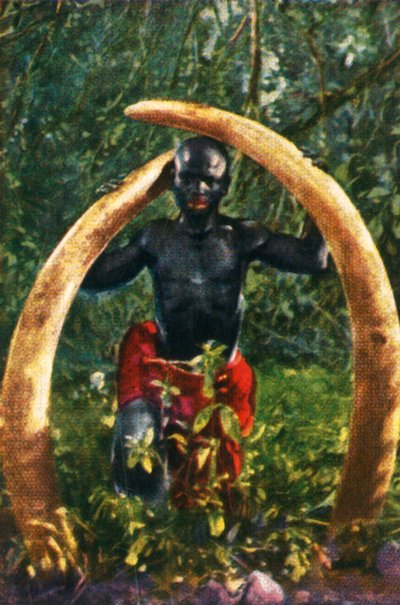Afrikkalaisen norsun hampaita, vuodelta 1928. tekijältä Unbekannt