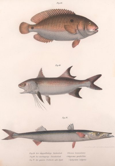 Kaksipisteinen Bimaculatus, afrikkalainen punaevät, tavallinen barracuda, noin 1850-luku tekijältä Unbekannt