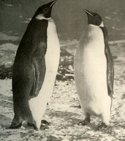 Kaksi keisaripingviiniä, c1908, 1909. tekijältä Unbekannt