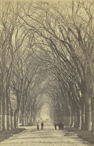 Nimetön puiden katu, 1840-1900. tekijältä Unbekannt
