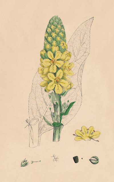 Verbascum Thapsus. Suuri Mullein, 1800-luku tekijältä Unbekannt