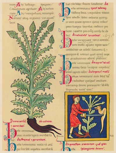 Verbena tai Vervain, 1947 tekijältä Unbekannt