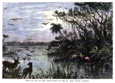 Näkymä yhdelle St John -joen sivujoista, Floridasta, 1800-luku tekijältä Unbekannt