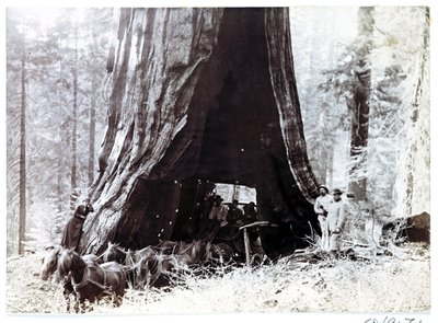 Vaunu, joka kulkee jättimäisen puun läpi, Pohjois-Amerikka, n. 1900 tekijältä Unbekannt