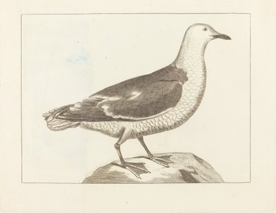 Vesilinnut, 1800-luvun alku. tekijältä Unbekannt