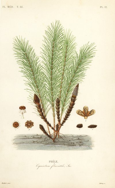 Vesikorte tai suokorte, Equisetum fluviatile, Prele tekijältä Unbekannt