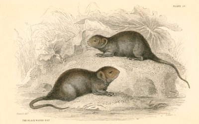 Vesimyyrä Arvicola terrestris, joka tunnetaan myös nimellä musta vesirotta, 1828 tekijältä Unbekannt