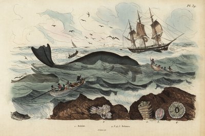 Valaanpyytäjät metsästävät Pohjois-Atlantin oikeaa valasta, Eubalaena glacialista, uhanalaista 1, ja valjaat 2-5. Baleine, Balenes tekijältä Unbekannt
