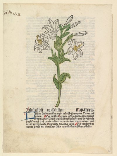 Valkoinen lilja, kuva Gart der Gesundheit Sch.4332:sta, 28. maaliskuuta 1485. tekijältä Unbekannt
