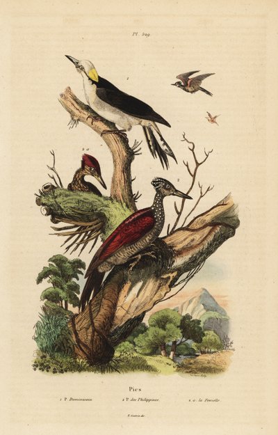 Valkotikka, Melanerpes candidus, Filippiinien kääpiötikka, Yungipicus maculatus, uros ja naaras tekijältä Unbekannt