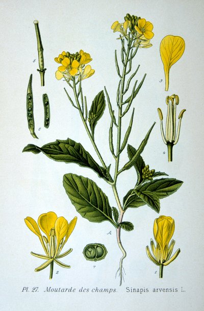 Villi sinappi, 1893 tekijältä Unbekannt