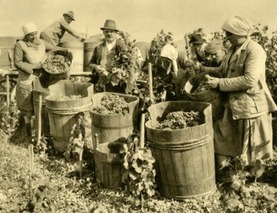 Viinisato lähellä Baden bei Wieniä, Ala-Itävalta, vuodelta 1935. tekijältä Unbekannt