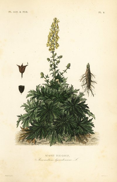 Suden vitsa tai suden viiko, Aconitum lycoctonum, suden akoniitti tekijältä Unbekannt
