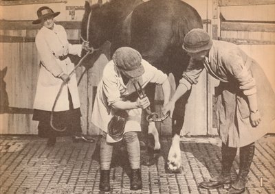 Naiset parranajoina suuren kuljetuskontaktoriyrityksen hevossairaalassa, c1916, 1935 tekijältä Unbekannt