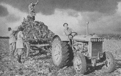 Naisten maa-armeija nostamassa satoa, toinen maailmansota, 1940 tekijältä Unbekannt