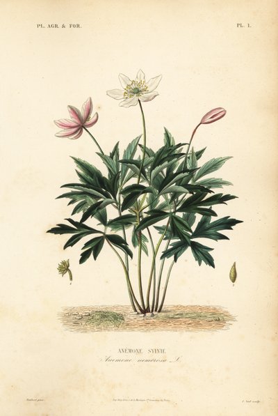 Puuvuokko tai tuulenkukka, Anemone nemorosa, Anemone sylvie tekijältä Unbekannt