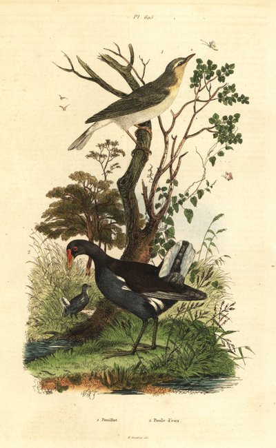 Metsikota, Phylloscopus sibilatrix ja nummi, Gallinula chloropus tekijältä Unbekannt