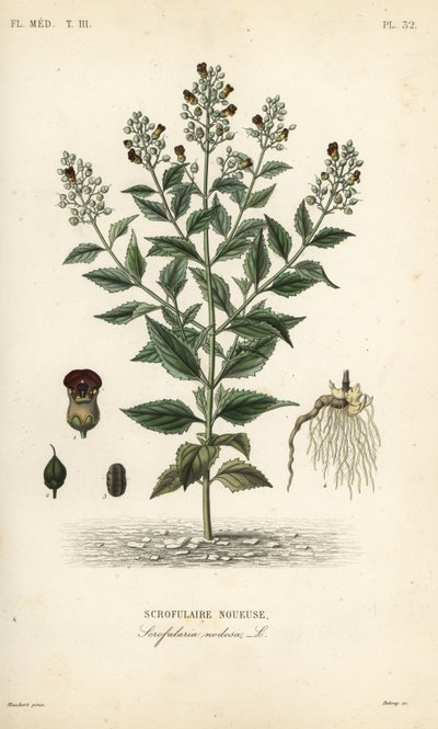 Metsäviikunajuuri, Scrophularia nodosa, Scrofulaire noueuse tekijältä Unbekannt